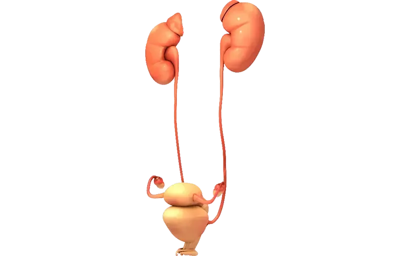 Vorschau eines Organes in 3D